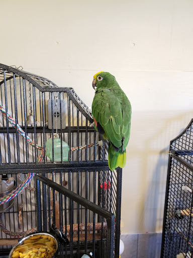 Parrot Partners Canada - Thumbnail