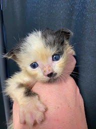 Photo n°1 de Docteur Benoît Viennot à Saint-Jean-de-Luz (Vétérinaire)