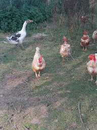 Photo n°19 de Les Amandiers de Jade à Saint-Agnet (Lodge)
