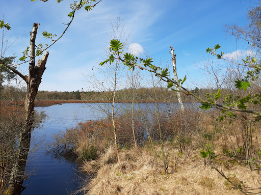 De mooiste boom van Zeegse in Drenthe - Thumbnail