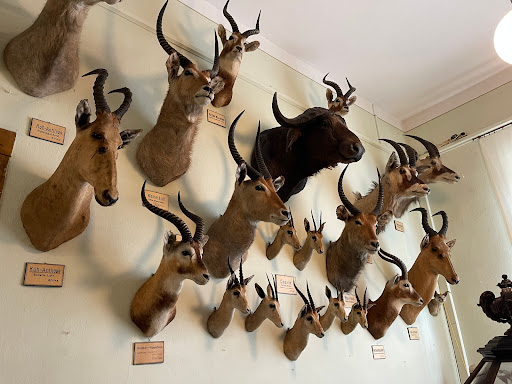 Museum - Natural History Collection Waldenburg - Thumbnail