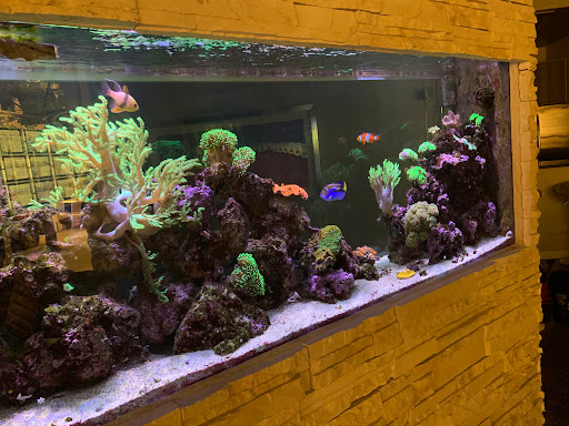 Fish Whisper - Visual