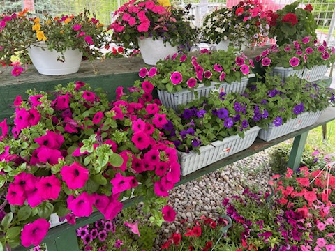 Sherman & Lin's Garden Center - Thumbnail