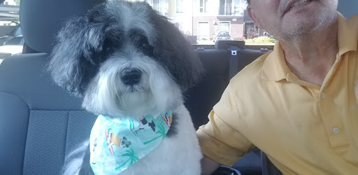 Dog Hair Everywhere Pet Grooming Gallery - United States