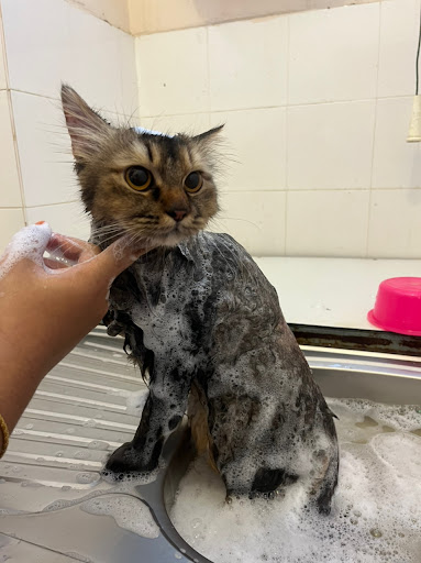 Cats Nanny - Cat Grooming, Hotel & Taxi
