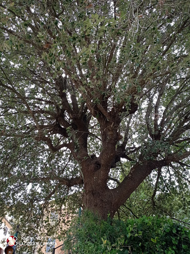 Albero centenario di Lorenzana - Thumbnail