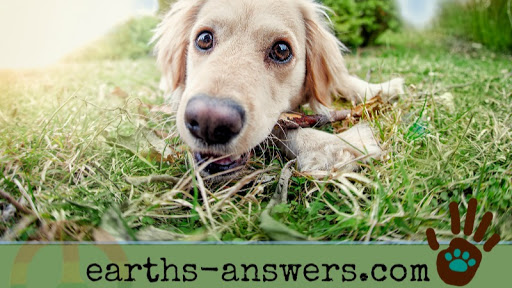 Earth's Answers