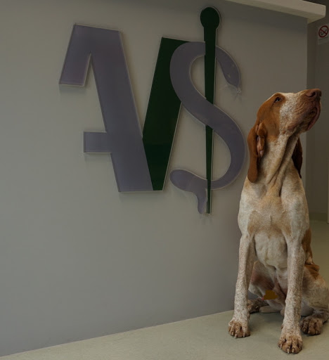 Ambulatorio Veterinario Salò Dr.ssa Barbara Gaetarelli Osteopatia Veterinaria - Thumbnail