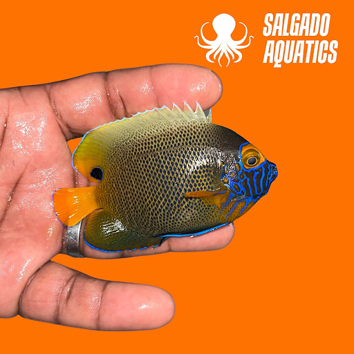 SALGADO AQUATICS