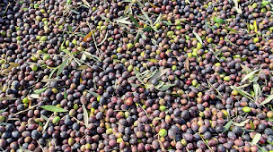 Photo n°11 de Domaine Petraghje à Linguizzetta (Épicerie)