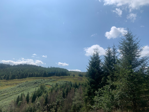 Dyfnant Forest - Thumbnail