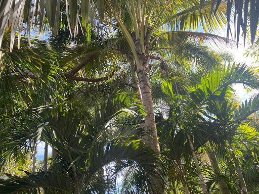 Palm House - Visual