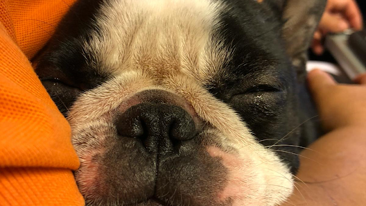 Bild: Tierarztpraxis E. Laskawy Alle