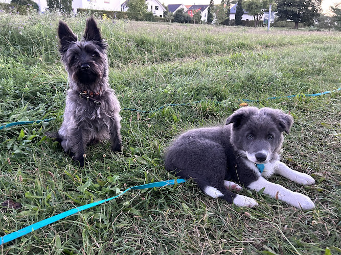 Hundeschule Dogs and Soul