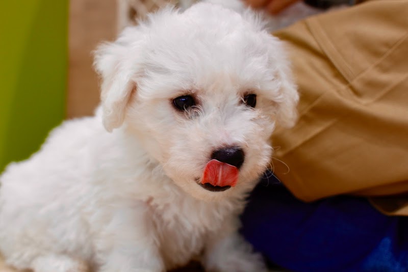 ペットスクエア前橋みなみ店