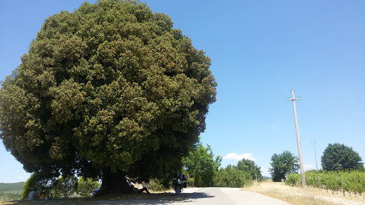 Lucignano - Visual