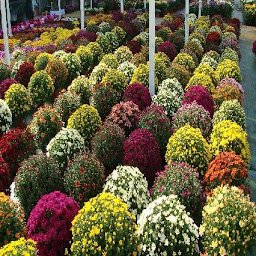 Photo n°39 de Nadine Fleurs à Villeneuve-en-Retz (Fleuriste)