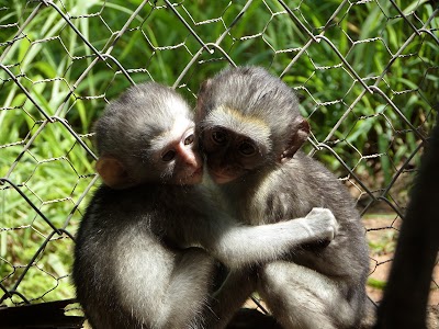 Photos of Vervet Monkey Foundation