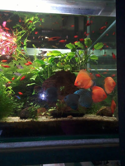 aquarium