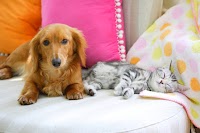 ナイト動物クリニック