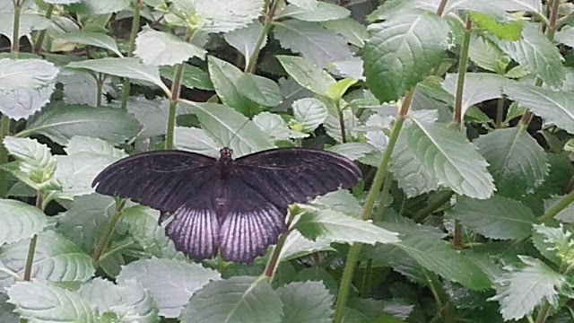 La Serre Aux Papillons