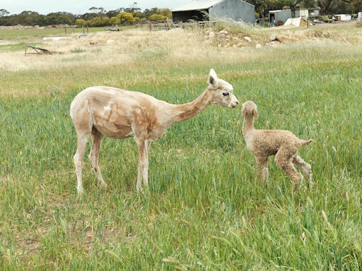 Alpacas Chaparral - Thumbnail