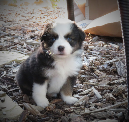 Cowboy Company K9s Miniature Australian Shepherd, Toy Australian Shepherd - Thumbnail