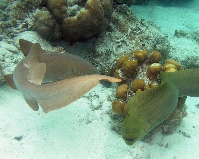 Photos of Reef Adventures Dive & Tours
