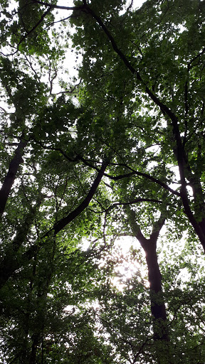 Siebold Grove - Visual