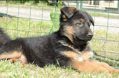 Centro Cinofilo Bau-House Monza