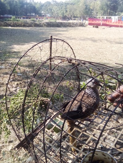 Photos of রনরামপুর বাইনপাড়া জামে মসজিদ
