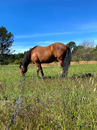 Photo n°20 de Les Ecuries du Mas Di Gau à Le Val (Pension pour chevaux)