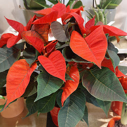 Photo n°23 de Aux Fleurs De Nice | Fleuriste Colmar à Colmar (Service de plantes d'intérieur)