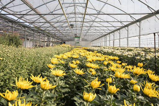 Floricoltura Gallonetto Flora Gallery - Italy