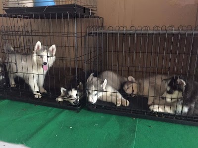 Photos of Husky Cambodia Dogs Shop