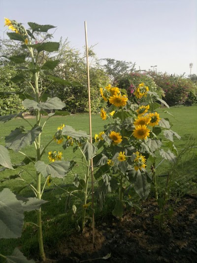 Photos of Al Talah Park