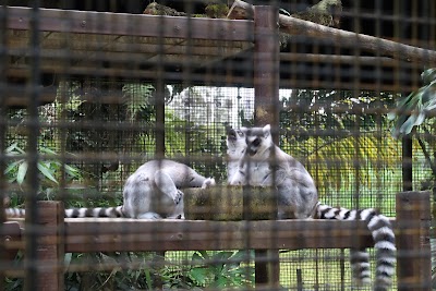 Panaewa Rainforest Zoo