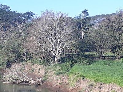 Photos of Tarcoles Crocodile Bridge