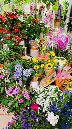 Blumen Forum - Thumbnail