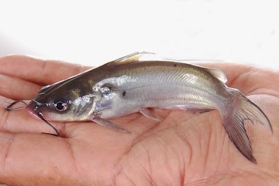 Photos of Vale dos Peixes