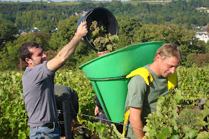Photo n°17 de Domaine Vincent Carême à Vernou-sur-Brenne (Ferme bio)