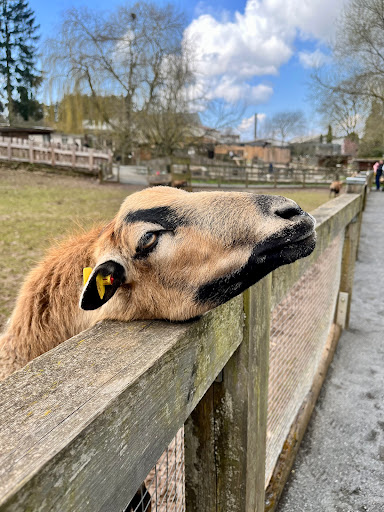 Vogelpark Schotten - Thumbnail
