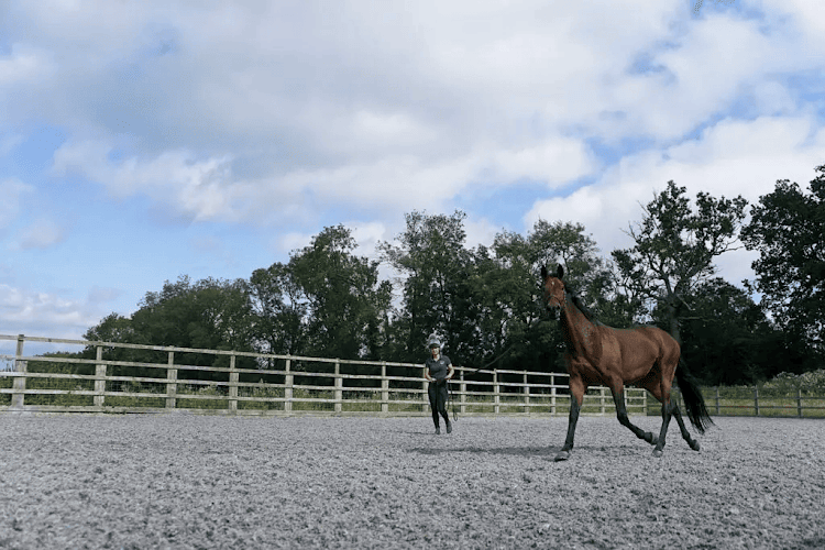 Lingfield Equine Vets
