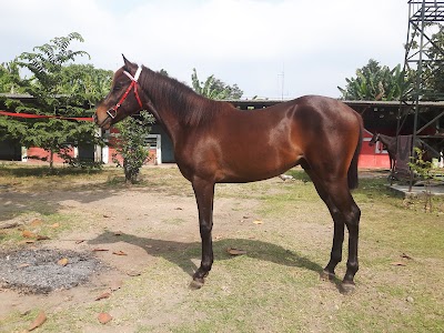 Photos of Ternak Kuda Ponggok 2