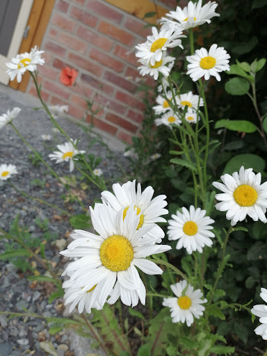 Oerlsdorf - Visual