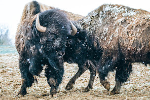 Photo n°51 de Randals Bison Élevage de bisons d'Amérique à Lanuéjols (Attraction touristique)