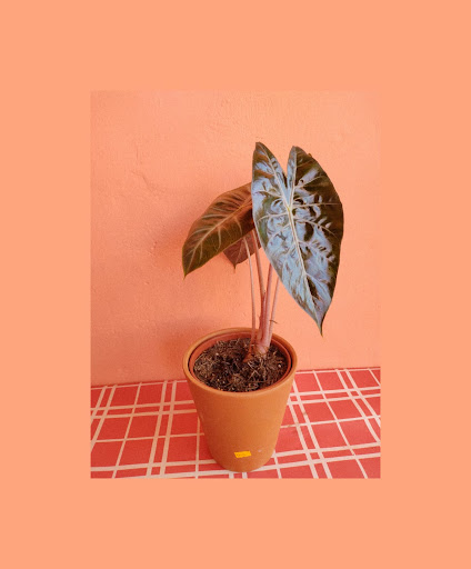 Vivero Garay - Foto 1