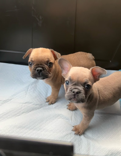 Riverpark Pet Hospital Gallery - United States