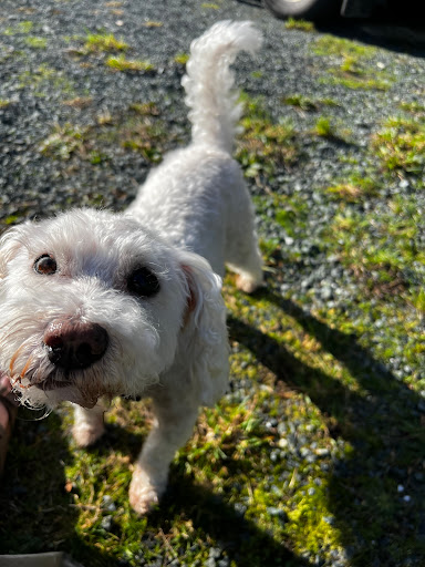 Lucky Dog U-Bath - Thumbnail