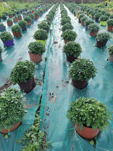 Le vintage potager - Thumbnail